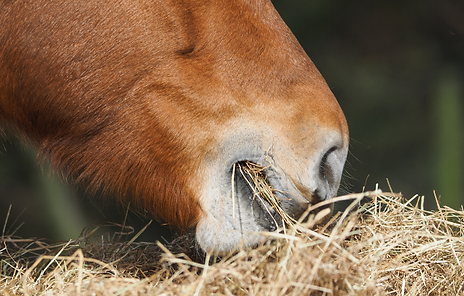 Website photos (4).png