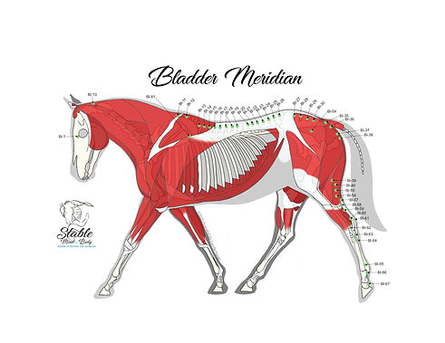Equine Bladder Meridian - Lateral View JPG.jpg