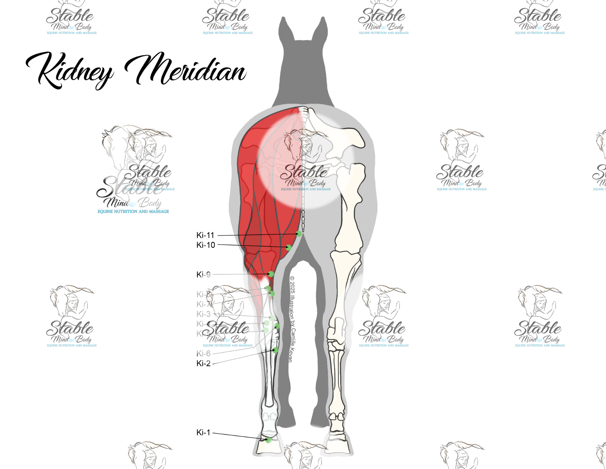 Muscle View Meridian Set