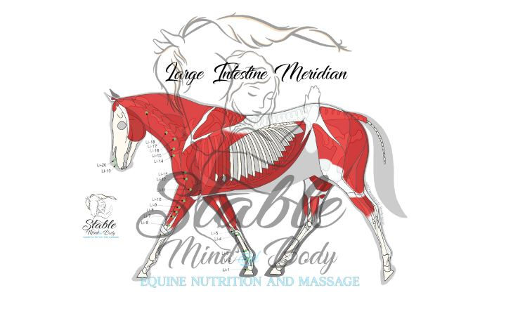 Equine Meridian Diagrams