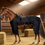 Thumbnail: Red Light Equine Body  Blanket