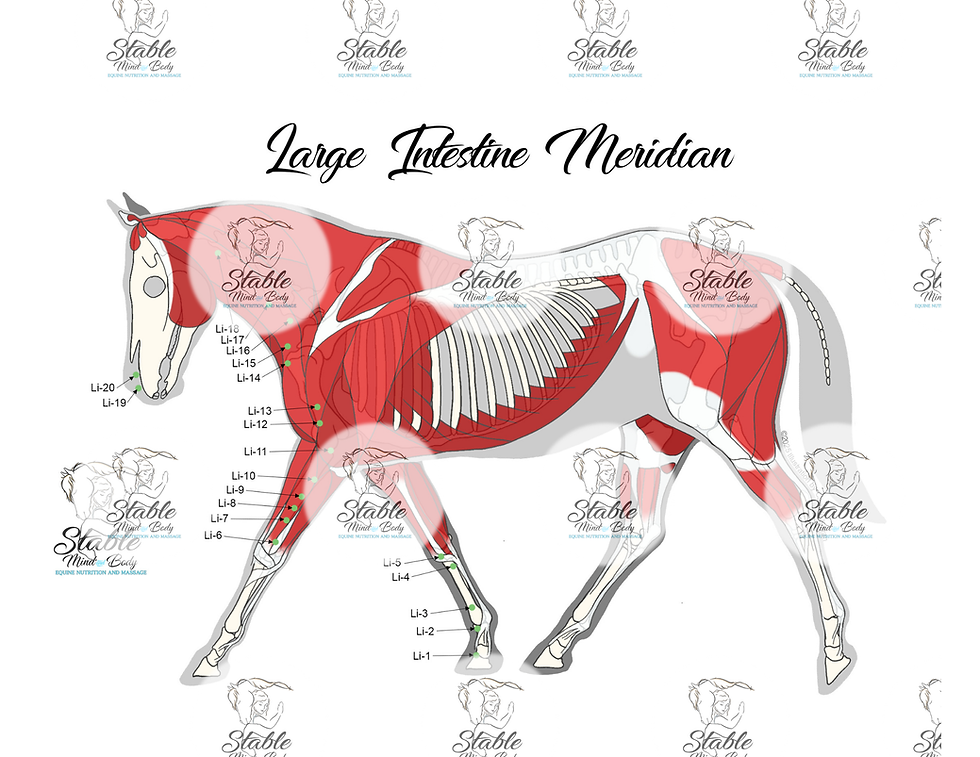 Thumbnail: Equine Meridian Diagrams Digital Download