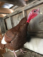 IMG_3398.jpeg
