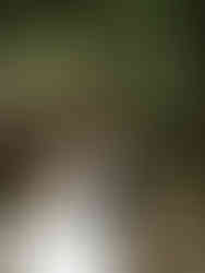 Smoky Mountain Elopement with bride and groom holding hands as they sit together in the exposed roots of native trees in the Smokies 