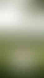 gatlinburg elopement packages that include photography of bride standing in the smokies and looking over her shoulder as she stands in a low bak wedding gown with a long train