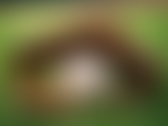 Unlock Your Baseball Potential with Basepath Consulting