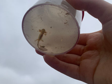 Successful Pond Dipping with Froglife