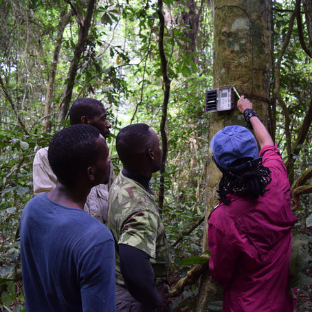 The effects of logging and hunting on tropical rainforest soundscapes in Gabon