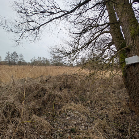Birds Calling in Dark Woods: Bioacoustic Avian Population Surveys in the Low-light Conditions of Northern German Woodlands throughout the Winter Months