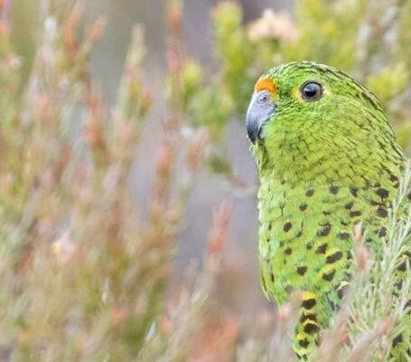 Monitoring the Eastern Ground Parrot with Bioacoustic methods