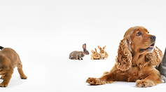 Animal Kingdom_edited.png