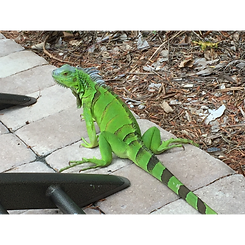 Unique wildlife abounds at the private resort of Casa Feliz