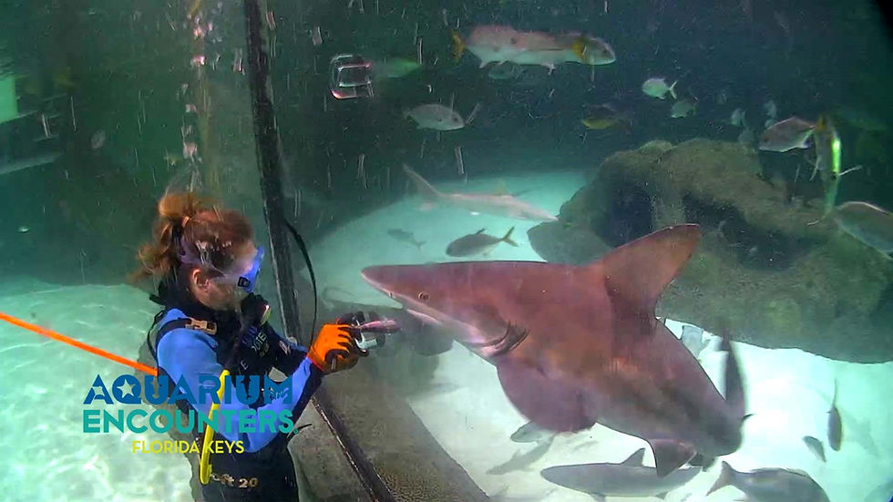 Feeding the sharks at Aquarium Encounters in Marathon