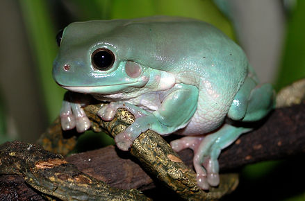 white's treefrog aussie.JPG