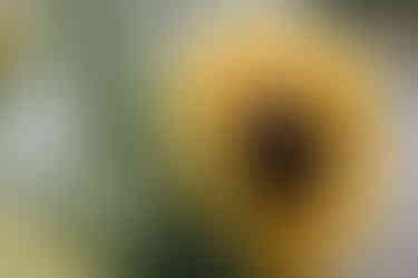 summer wedding with sunflower bouquet