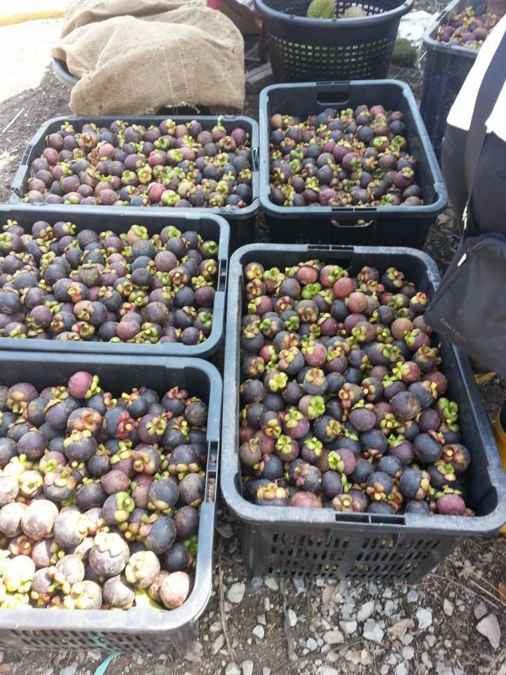 mangosteen.jpg