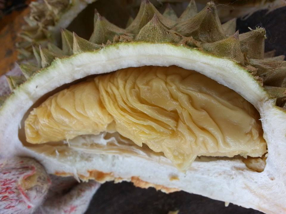 durian 1.jpg