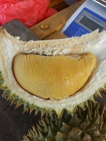 durian 6.jpg