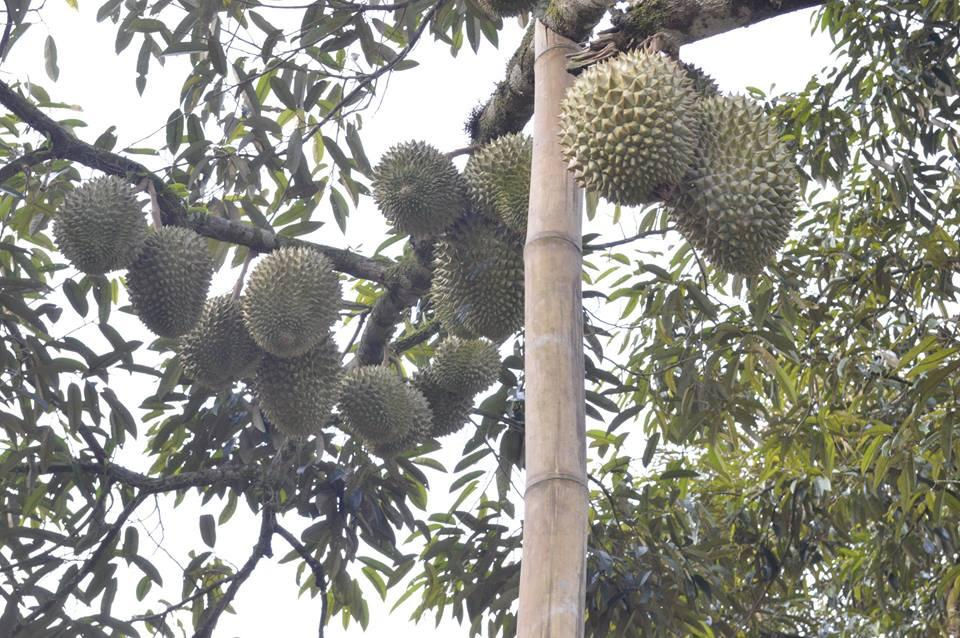 durian king 1.jpg