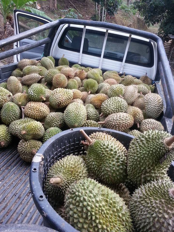 durian 4.jpg