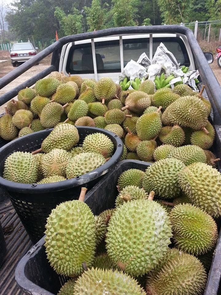 durian 7.jpg