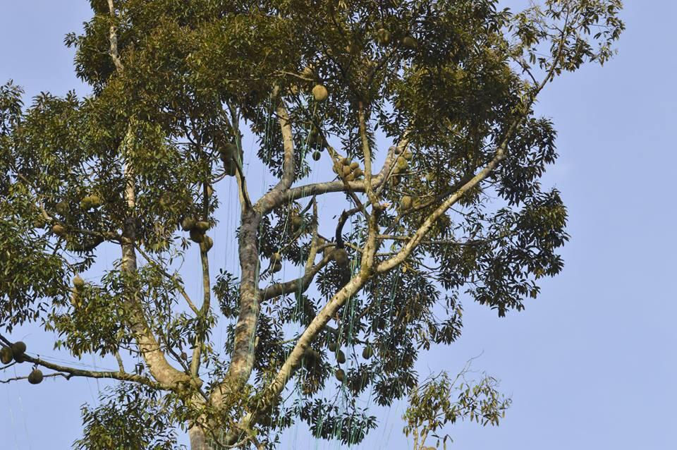 durian tree.jpg