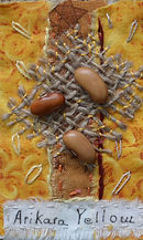 Arikara Yellow.JPG