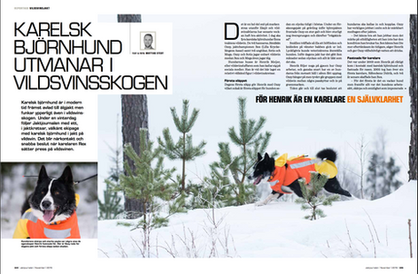 Vildsvinsjakt - Mattias Stedt