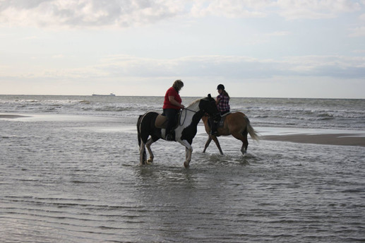 paarden op het strand van Breskens