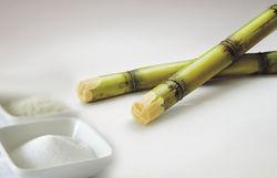 Sugarcane