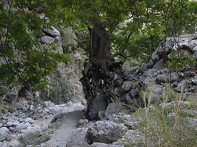 Part of Agia Irini Gorge