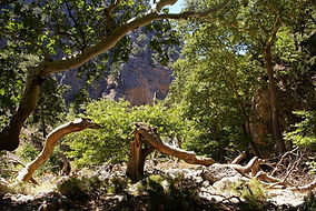 Part of Agia Irini Gorge