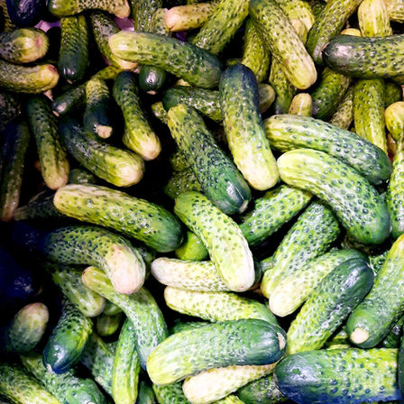 Lacto-fermented pickles - sour gherkins