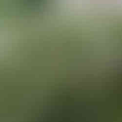 sasanky u vinařství Perier-Jouet v Champagne