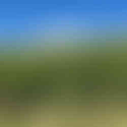 vinice Champagne Deutz