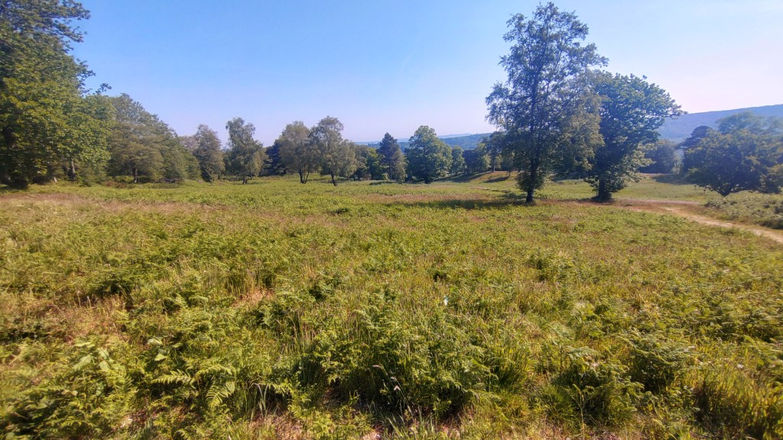 Hurt Wood at Holmsbury Hill