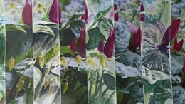 A day of colour matching and playing with images from magazines.