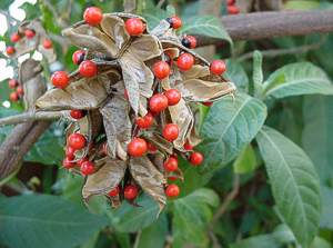 rOSARY pEA.jpg