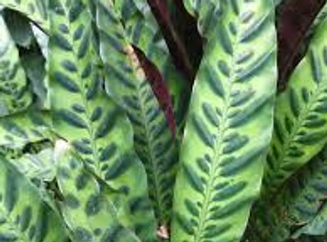 Calathea Lansifolia.jpg