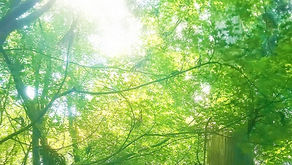 申し込み開始：第３１回パスポートのいらない世界旅行～ジャングル～