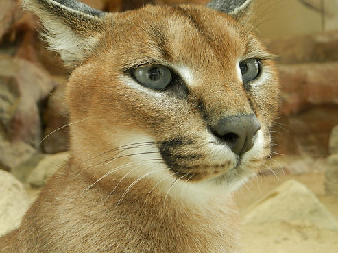 中型 野生猫の世界 中型 野生猫の世界