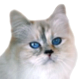 birman-blue-tortie-point (1).png