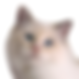 birman-blue-tortie-smoke.png