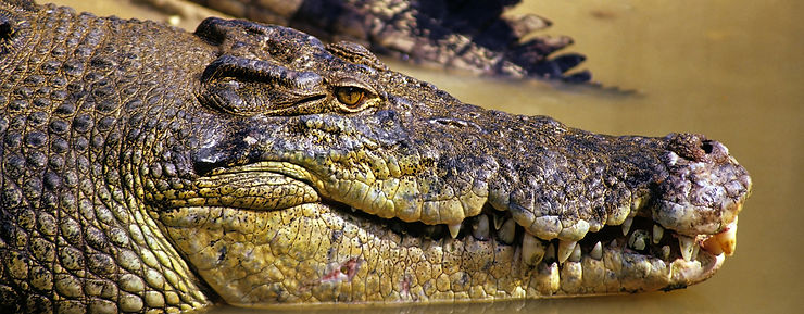 Desperate Search Underway for Missing Child in Northern Territory