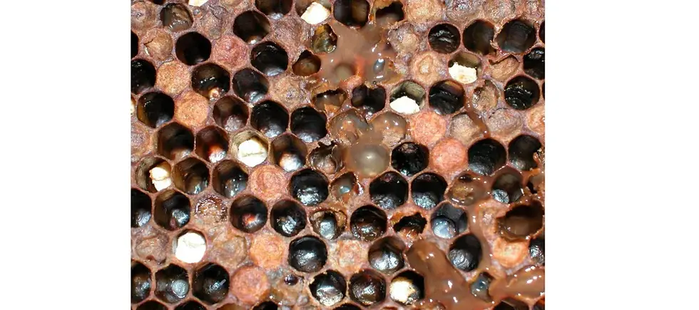 Severe Outbreak of American Foulbrood Devastates Bee Colonies in North-East England
