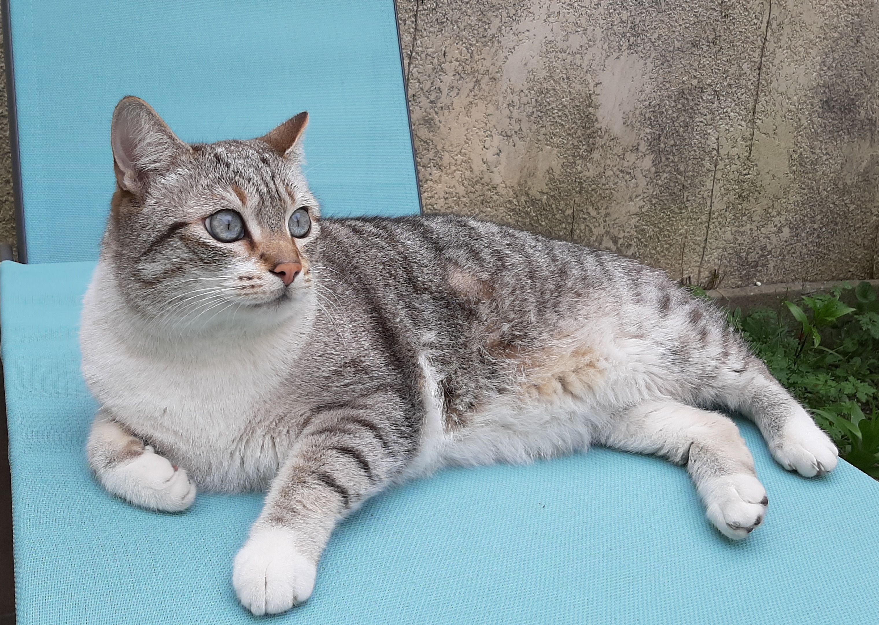 Snow Chat Siamois Bordeaux