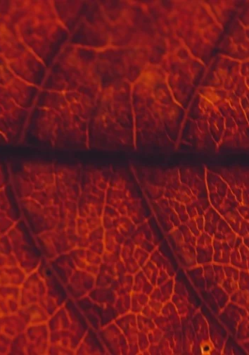 vein53.png