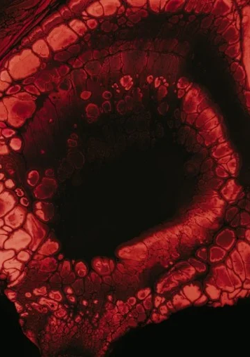 vein63.png