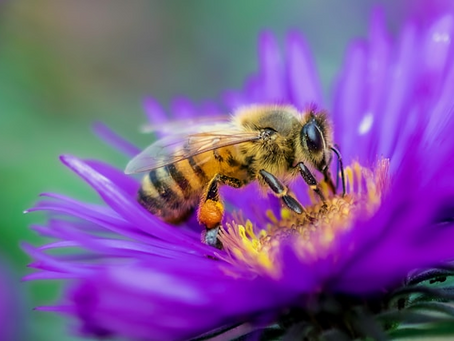 9 Pretty Cool Facts About Bees