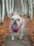 Adobe Express Photo project.png